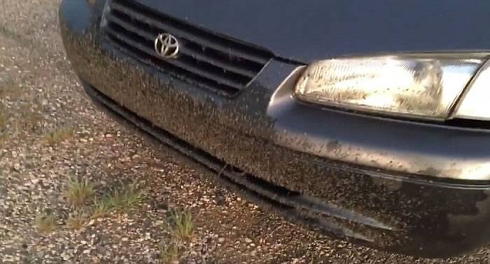 数之不尽的湖蝇黏在车头上。