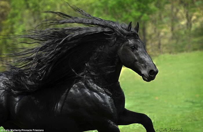美国黑马FrederikTheGreat有着一头飘逸乌亮的黑色鬃毛