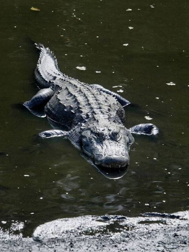 佛罗里达州经常有鳄鱼出没。