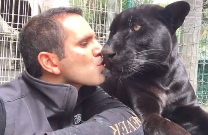 国际救援组织“黑豹白虎基金会”创办人EduardoSerio养了一只帅气黑豹