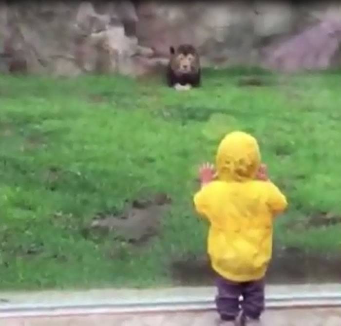 日本2岁男孩到动物园看狮子刚转身狮子就扑过来