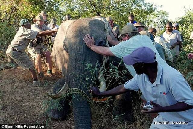 津巴布韦大象遭盗猎者枪击身受重伤跛脚走向酒店求救