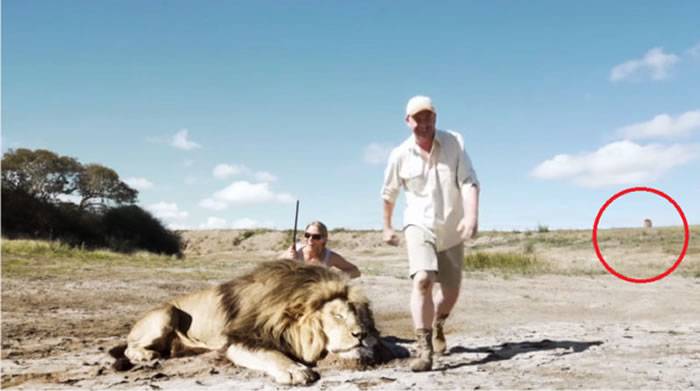情侣在南非与猎杀狮子合照背后另一只狮子冲过来
