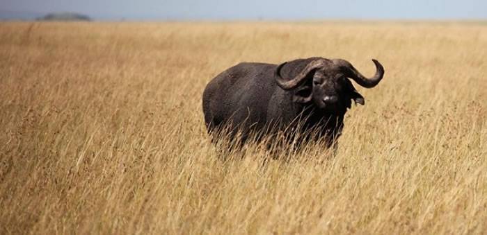 全球最贵非洲水牛“地平线”Horizon价值7200万元
