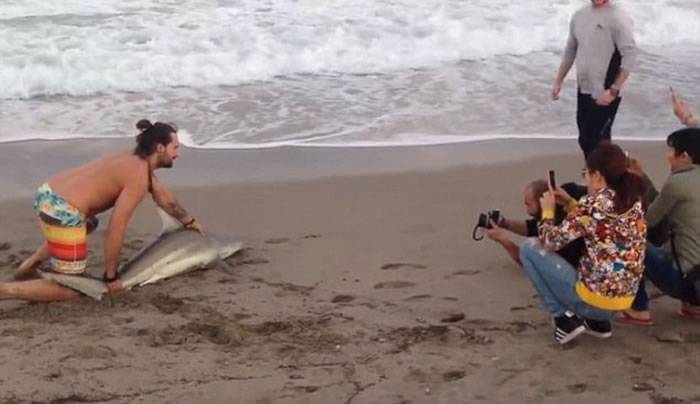 美国佛罗里达州棕榈滩小黑鳍鲨搁浅被游客强拖上岸压着拍照