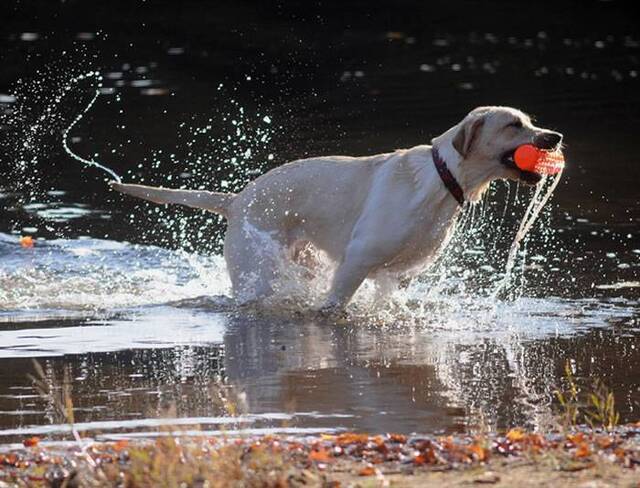 拉布拉多犬连续25年成为美国最受欢迎犬种