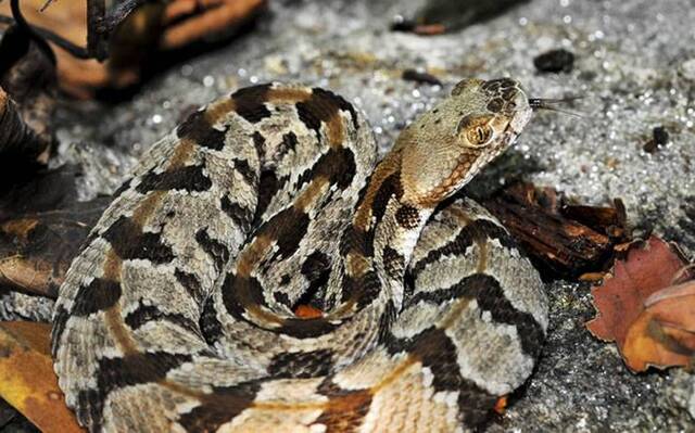 美国马萨诸塞州计划在荒岛MountZion上建立饲养剧毒响尾蛇的“毒蛇岛”