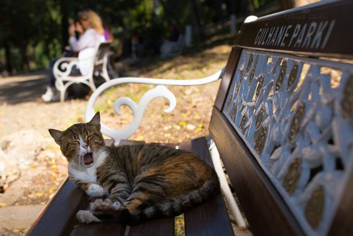 土耳其伊斯坦布尔流浪猫国王般的存在，还能进清真寺一起礼拜