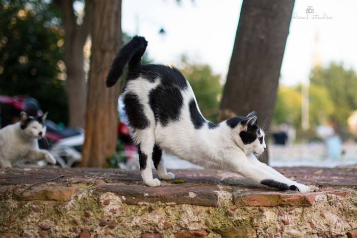 土耳其伊斯坦布尔流浪猫国王般的存在，还能进清真寺一起礼拜