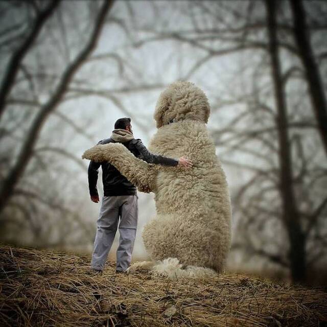 美国摄影师ChristopherCline用“错觉照片”巨大化爱犬