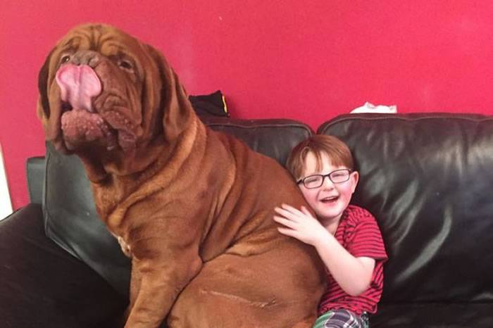 英国波尔多獒犬发现小主人有眼疾保住他的视力