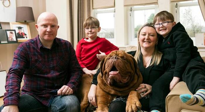 英国波尔多獒犬发现小主人有眼疾保住他的视力