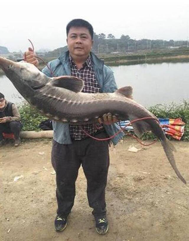 广东东莞男子连钓2条60斤鲟龙鱼1条吃1条放