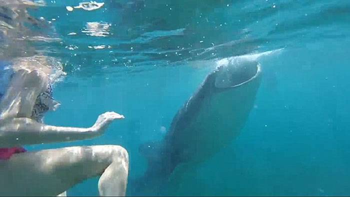 视频：英国女孩在菲律宾海域潜水被鲸鲨轻咬难忍其痒朋友疯狂大笑