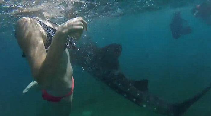 视频：英国女孩在菲律宾海域潜水被鲸鲨轻咬难忍其痒朋友疯狂大笑