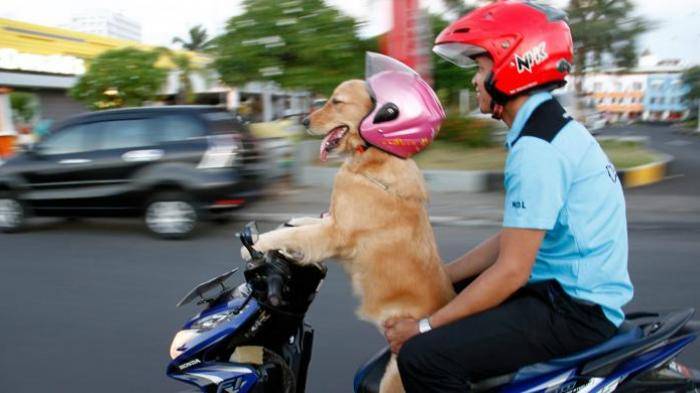 印度尼西亚黄金猎犬Sidney戴着太阳眼镜驾驶摩托车“载”着主人兜风