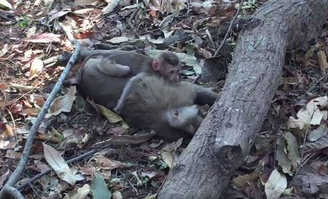 泰国母猴被车撞死小猴子紧抱妈妈发出呜呜呜哭声