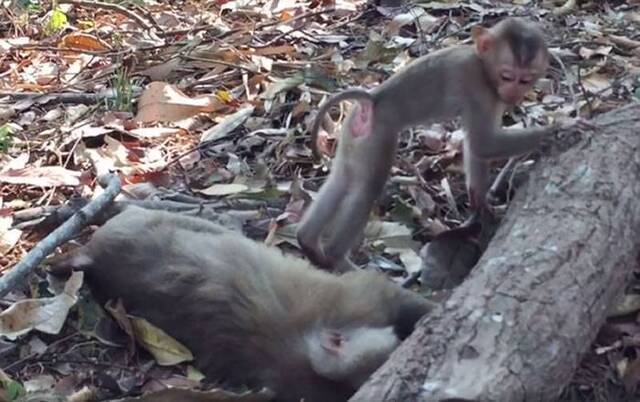 泰国母猴被车撞死小猴子紧抱妈妈发出呜呜呜哭声