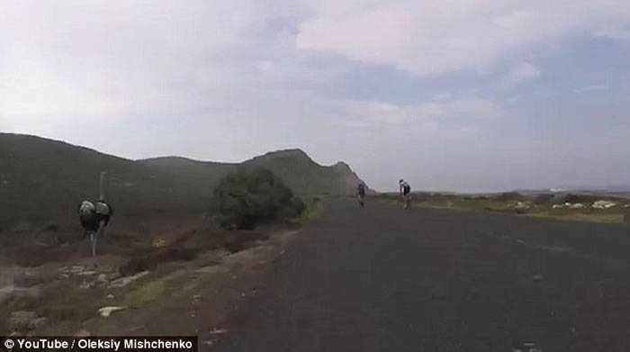 新奇影片：南非单车骑士竞速遭鸵鸟乱入