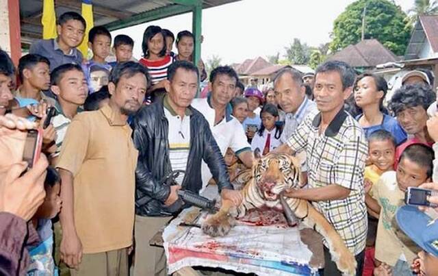 印尼村民抓到苏门答腊虎竟然杀来煮汤吃了全世界仅剩400只！