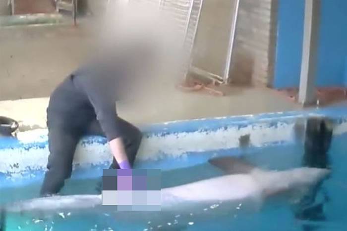 荷兰哈尔德韦克海豚馆饲养员在喂食海豚之前摸其生殖器视频被曝光网友强烈谴责