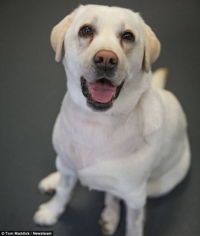拉布拉多犬梅宝Mabel成为全球第一只成功完成“开心手术”的狗狗