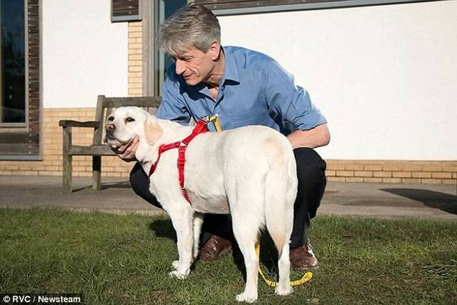 拉布拉多犬梅宝Mabel成为全球第一只成功完成“开心手术”的狗狗