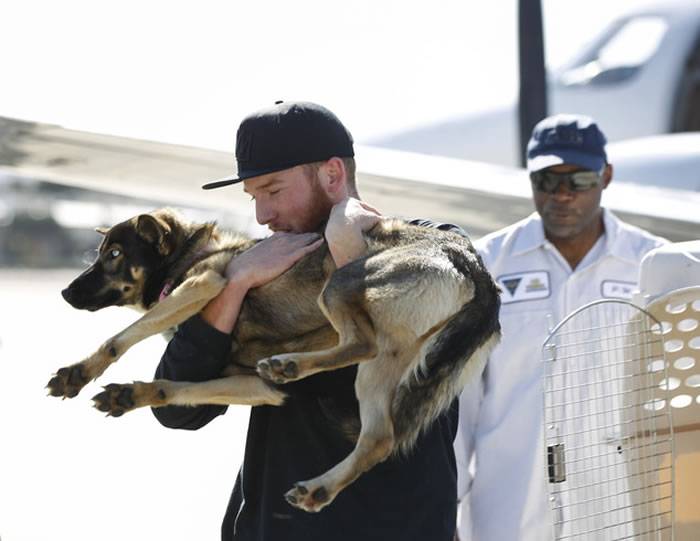 美国一只德国牧羊犬失足掉落海一个月后奇迹现身小岛