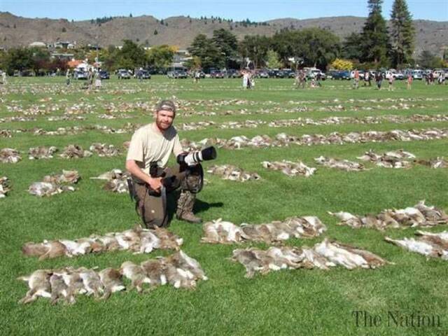 新西兰猎人协会举办复活节猎兔大赛猎杀1.8万只野兔