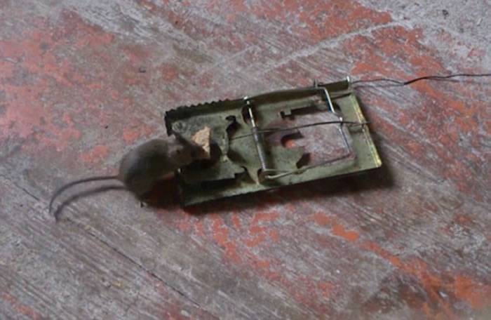 隐藏镜头拍下一只老鼠多次到捕鼠器上偷吃牛油面包，最后都闯过“鬼门关”