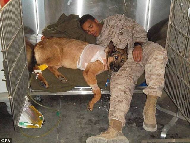 美国军犬卢卡Lucca退役，保护千名士兵性命获颁发动物界最高荣誉“迪金勋章”