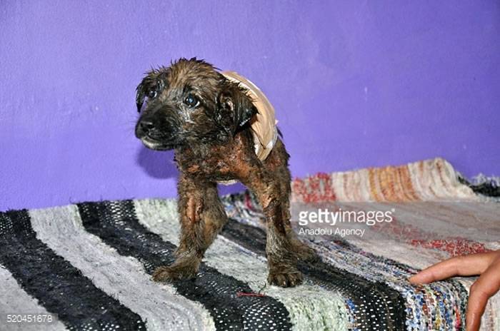 土耳其小狗掉入沥青池“石化”消防员救出神还原