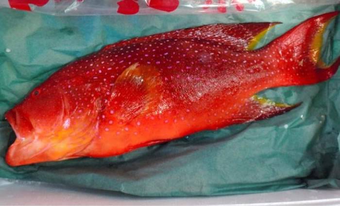 日本中菜馆误买有可能引起食物中毒的侧牙鲈鱼6顾客食用后未有中毒