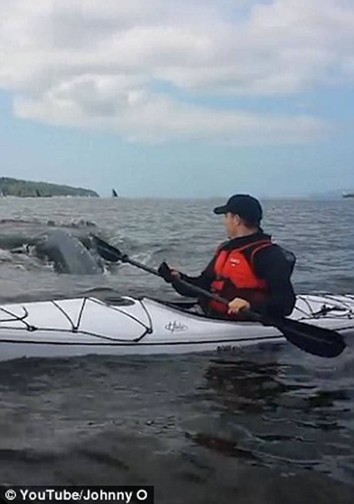 加拿大男子在温哥华海湾划独木舟大鲸鱼在旁边翻身