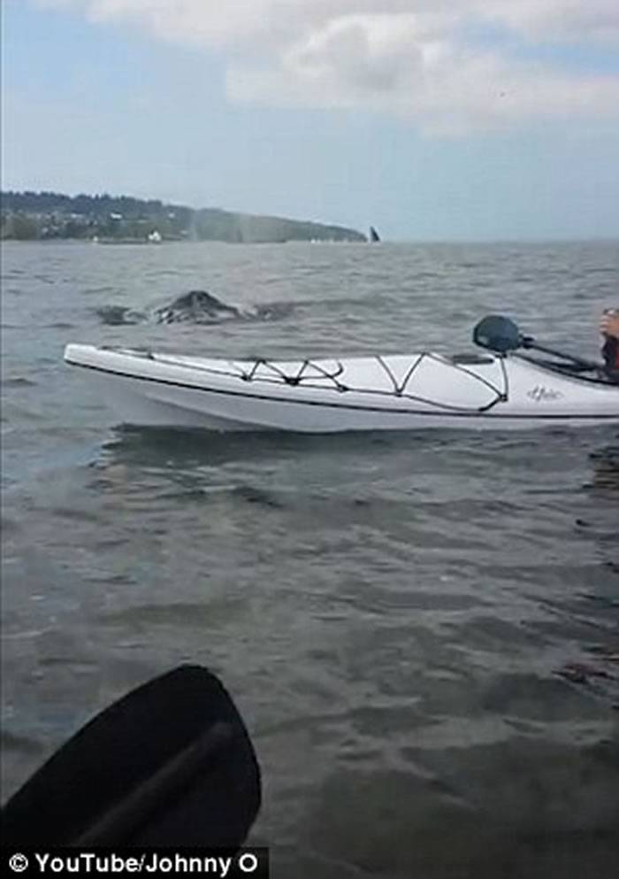 加拿大男子在温哥华海湾划独木舟大鲸鱼在旁边翻身