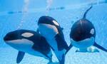 CNN纪录片《黑鱼》(Blackfish)揭发2010年虎鲸Tilikum攻击驯鲸师致死事件真相