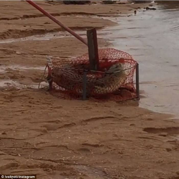 澳洲渔夫出海捕蟹“惊喜”捉到2米长鳄鱼