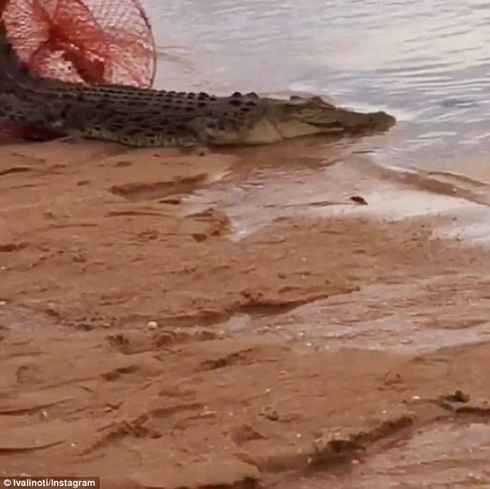 澳洲渔夫出海捕蟹“惊喜”捉到2米长鳄鱼