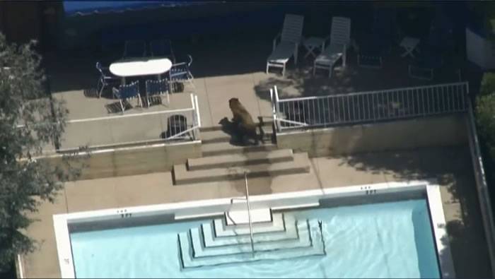 美国加州小熊闯民居炎炎夏日惬意游泳