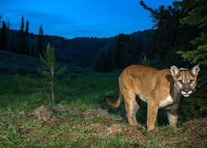图为在怀俄明州西北部发现的一头美洲狮。