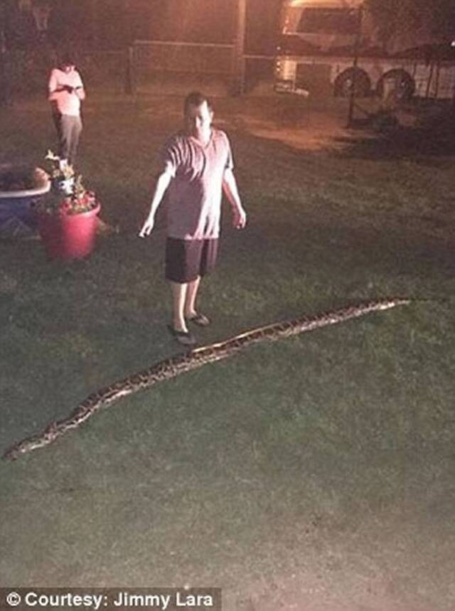 美国青年家中前院发现巨大蟒蛇父亲开枪轰毙