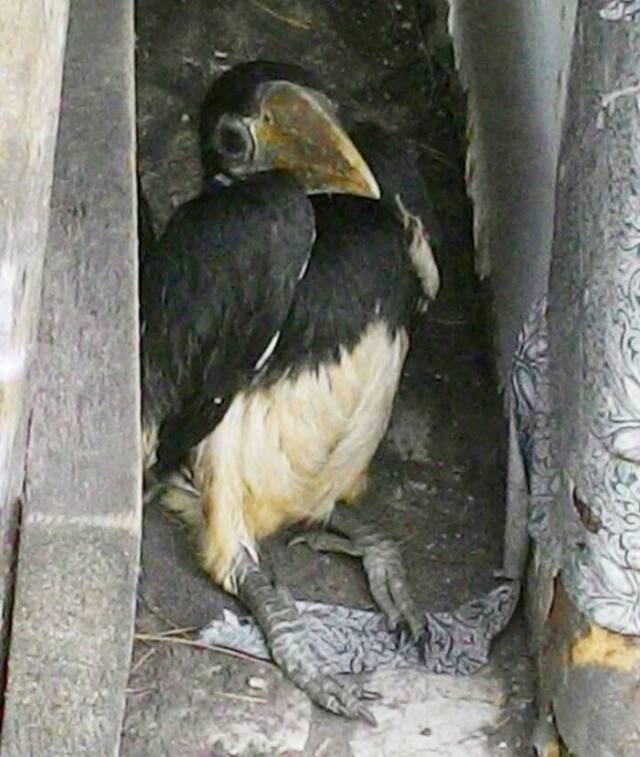 犀鸟向生病同伴（图）喂食。