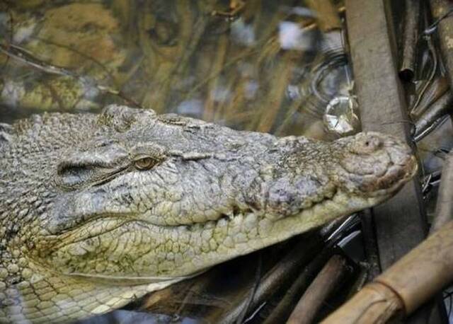 印尼廖内省发生鳄鱼袭击人类事件。
