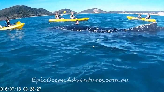 澳洲座头鲸挥鳍求救勇汉跳海解渔网
