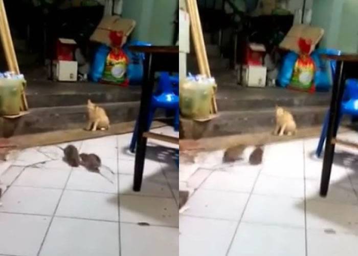 隔岸观火：泰国两只大老鼠打斗一只猫在旁边看热闹
