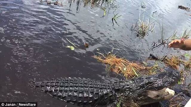 美国游客乘小船探索佛罗里达大沼泽地短吻鳄冒出水面导游淡定“出手”
