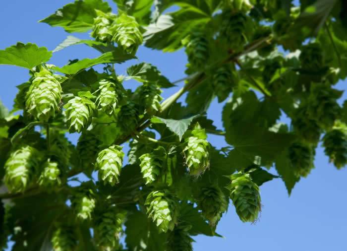 俄勒冈威拉米特谷（WillametteValley）的新鲜啤酒花已经可以采收了。植物学家兼环球旅行家大卫‧费尔柴，把德国巴伐利亚的啤酒花带回了美国