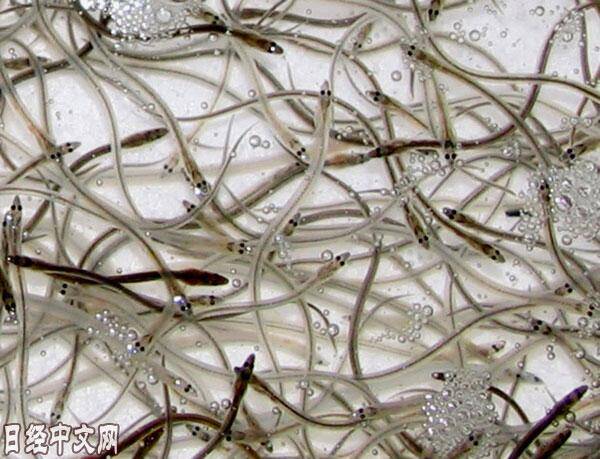 日本鳗鱼的鱼苗“白仔鳗”，被称为“白色钻石”