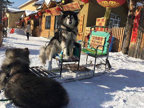 狗拉爬犁的狗们在闭目养神