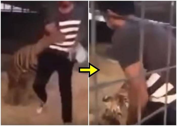 沙特阿拉伯男子被老虎突击男子，腿部受伤。